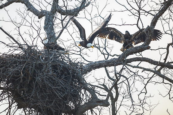 Llano Bald Eagles Nest