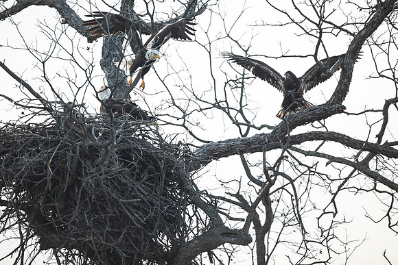 Llano Bald Eagles Nest
