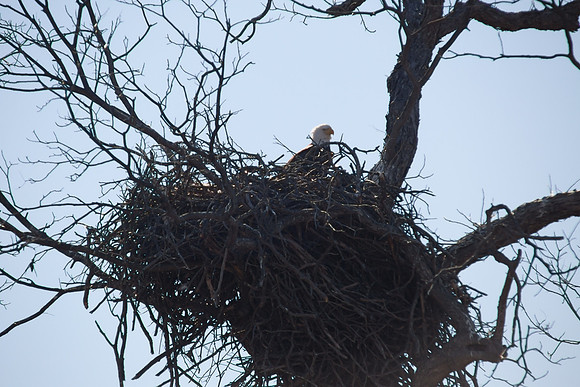 Llano Bald Eagles Nest