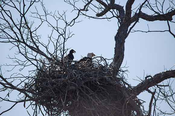 Llano Bald Eagles Nest