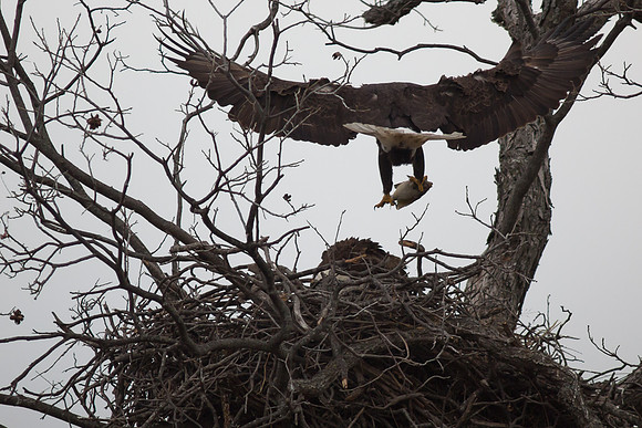 Llano Bald Eagles Nest