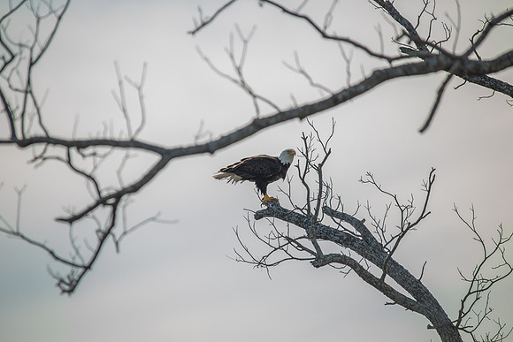 Llano Bald Eagles Nest