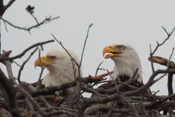 Llano Bald Eagles Nest