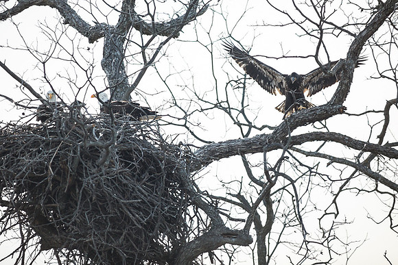 Llano Bald Eagles Nest