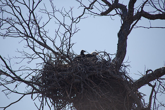 Llano Bald Eagles Nest