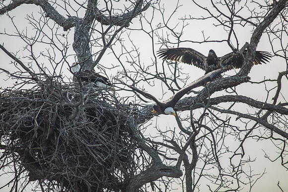 Llano Bald Eagles Nest