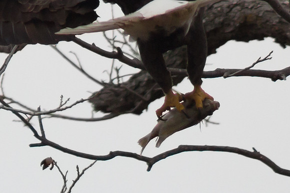Llano Bald Eagles Nest