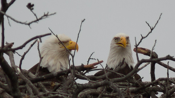 Llano Bald Eagles Nest