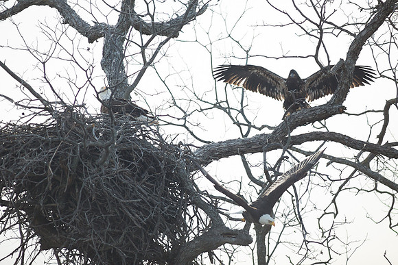 Llano Bald Eagles Nest