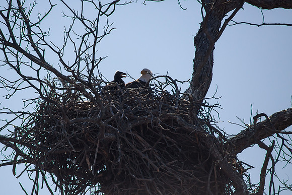 Llano Bald Eagles Nest