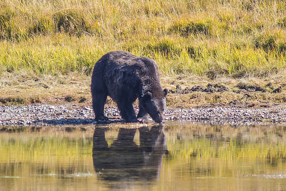 Grizzly in Yellostone River