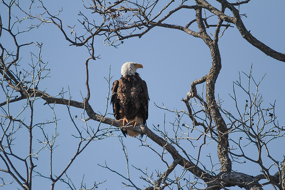 Llano Bald Eagles Nest