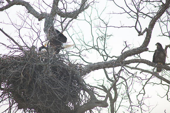 Llano Bald Eagles Nest