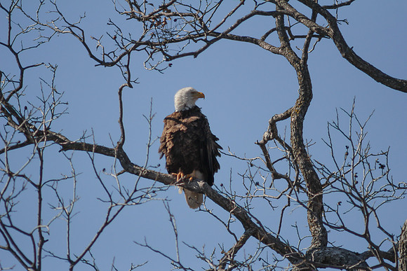 Llano Bald Eagles Nest