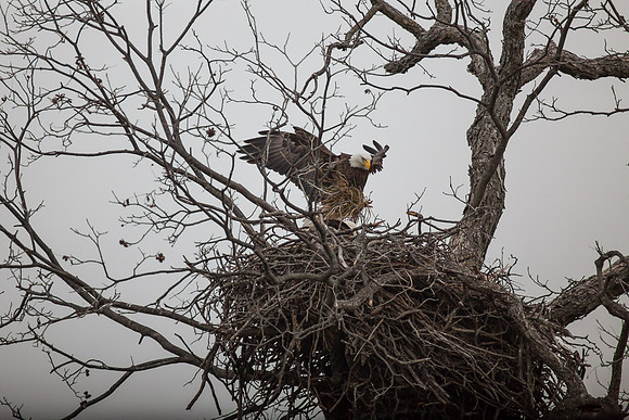 Llano Bald Eagles Nest