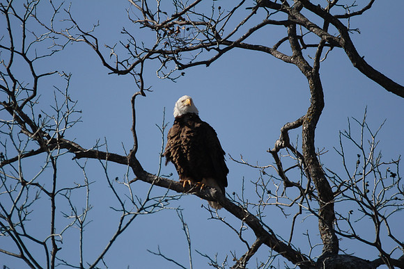 Llano Bald Eagles Nest