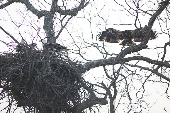 Llano Bald Eagles Nest