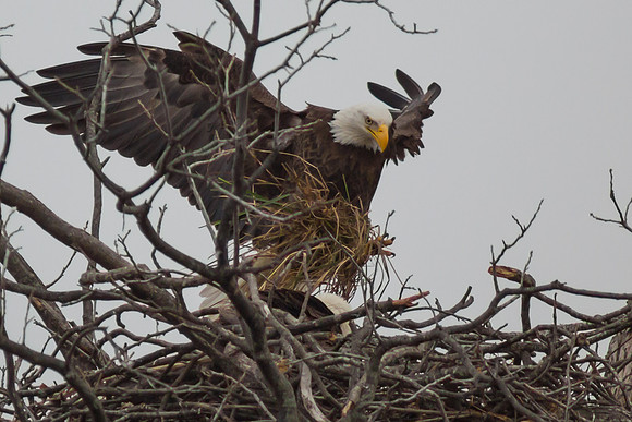 Llano Bald Eagles Nest