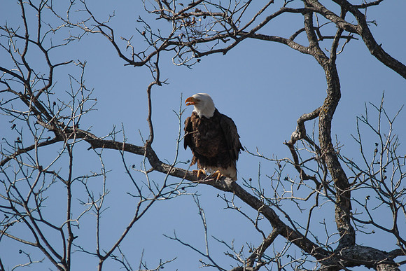 Llano Bald Eagles Nest