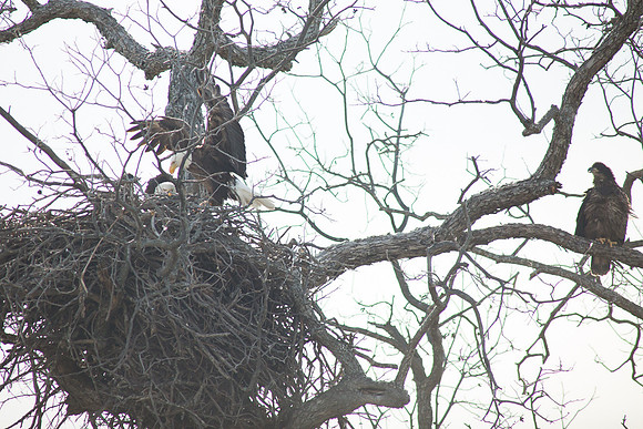 Llano Bald Eagles Nest