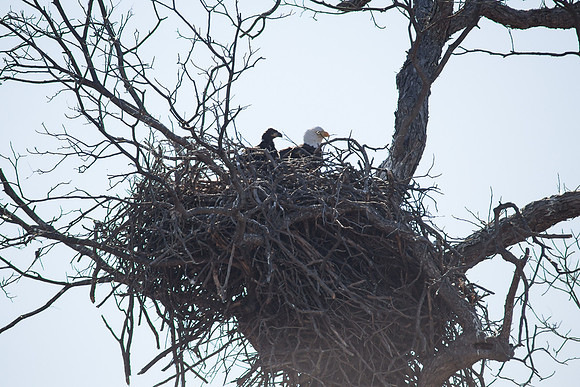 Llano Bald Eagles Nest