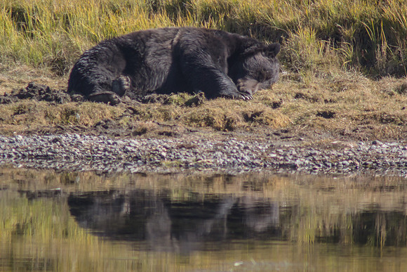 Grizzly in Yellostone River