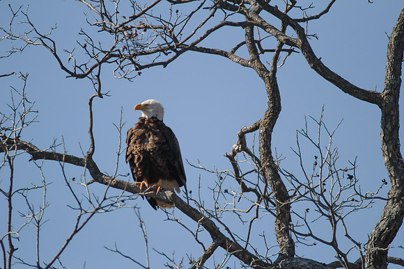 Llano Bald Eagles Nest