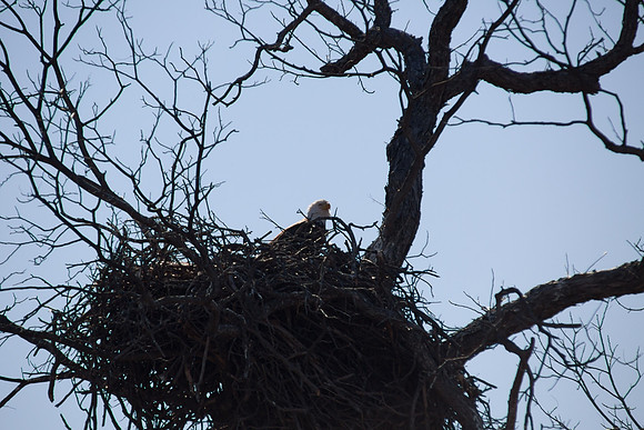 Llano Bald Eagles Nest