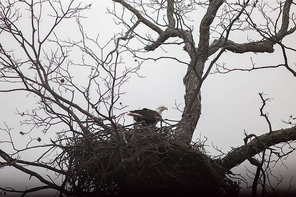 Llano Bald Eagles Nest