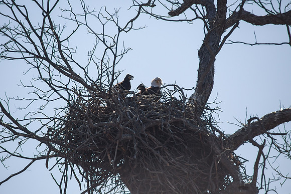 Llano Bald Eagles Nest