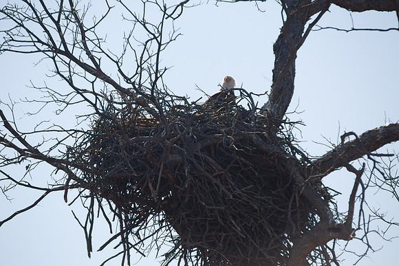 Llano Bald Eagles Nest