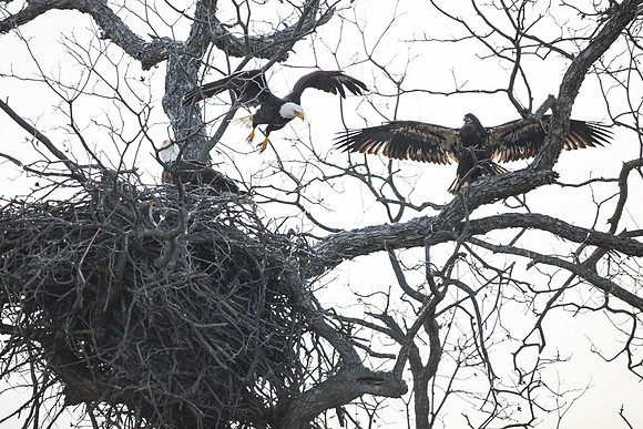 Llano Bald Eagles Nest