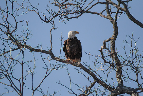 Llano Bald Eagles Nest